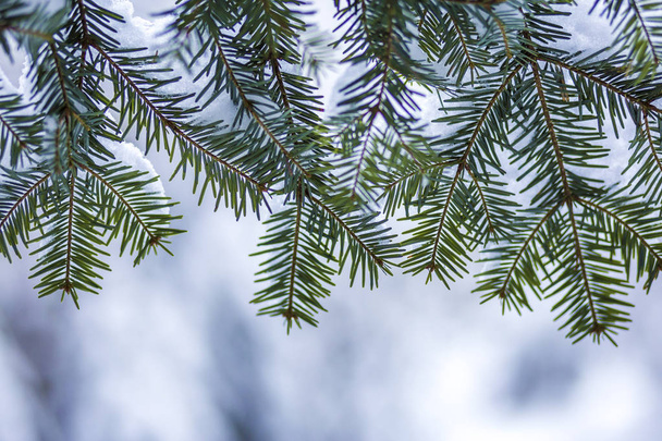 Des branches de pins aux aiguilles vertes recouvertes de neige fraîche et propre sur fond bleu brouillé à l'extérieur imitent l'espace. Joyeux Noël et bonne année carte postale de voeux. Effet de lumière douce. - Photo, image