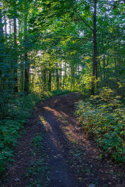 туристична пішохідна стежка в зеленому літньому лісі з зеленим листям
 - Фото, зображення