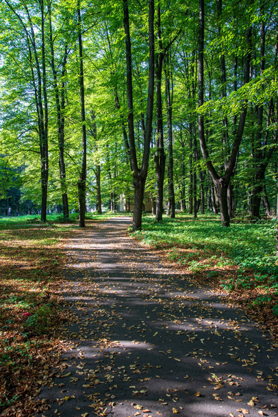 toeristische hiking trail spoor in groene zomer bos met groen blad - Foto, afbeelding