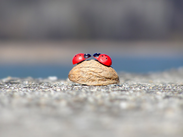 Two ladybugs on the nutshell - Photo, Image