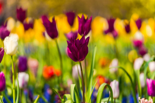 purple spring tulips flowers in park  - Fotografie, Obrázek