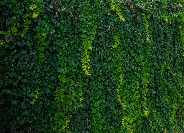 Fondo de pared hojas verdes - Foto, Imagen