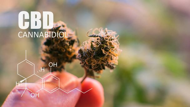 CBD Thc chemische elementen in de Cannabis. Medische marihuana 2019  - Foto, afbeelding