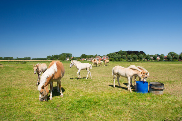 Young horses in Dutch landscape - Fotoğraf, Görsel