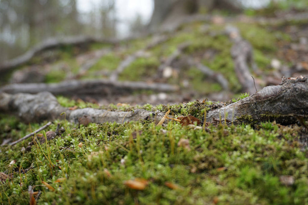 Primer plano de musgo verde en primavera con palos, hojas y ramitas en el suelo del bosque en el Medio Oeste, con árboles en el fondo
 - Foto, imagen