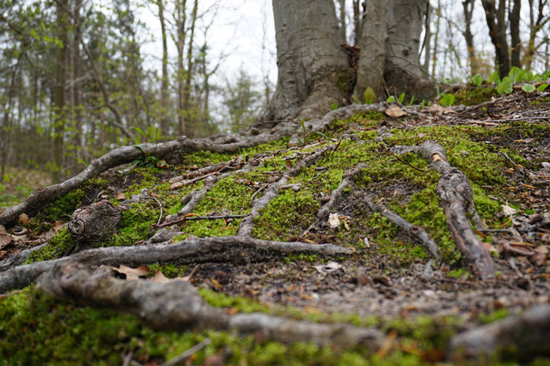 Primer plano de musgo verde en primavera con palos, hojas y ramitas en el suelo del bosque en el Medio Oeste, con árboles en el fondo
 - Foto, imagen