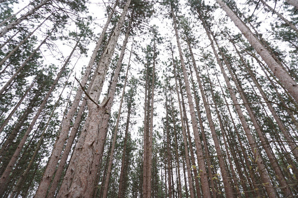 Mirando hacia las copas de los árboles de pino contra el cielo nublado
 - Foto, imagen