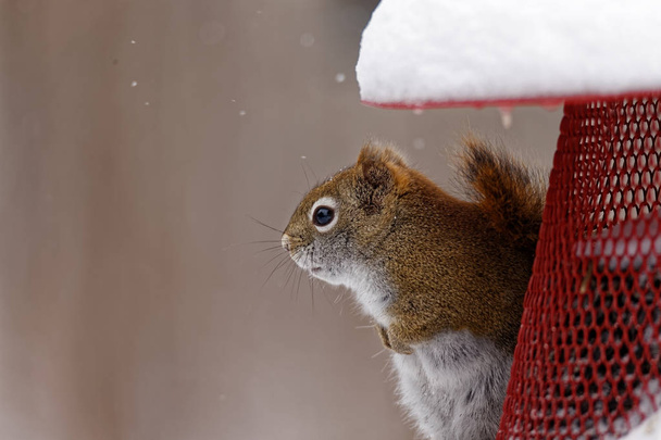 Uno scoiattolo rosso americano siede su un alimentatore. Questi adorabili, piccoli scoiattoli possono essere trovati in tutto il Nord America dove ci sono grandi popolazioni di conifere
. - Foto, immagini