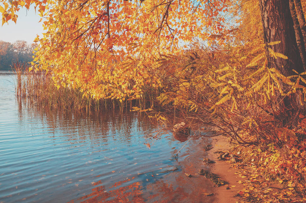 Paesaggio d'autunno. I rami piegati dell'albero con foglie gialle sopra il fiume
 - Foto, immagini