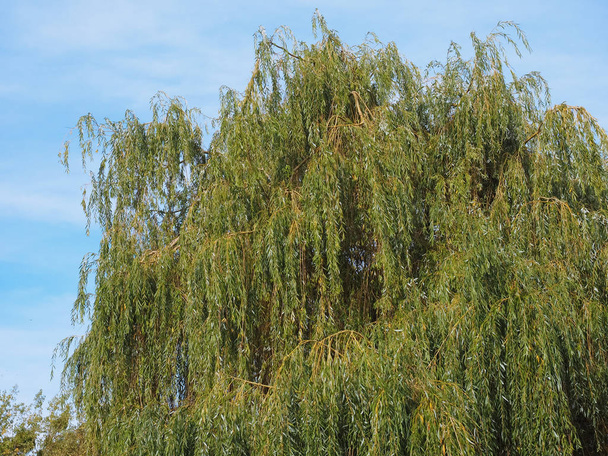 Weeping willow (Salix babylonica) aka Babylon willow tree - 写真・画像