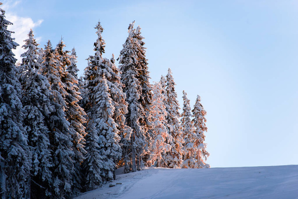 winter forest with snow covered trees and sunset  - Fotó, kép
