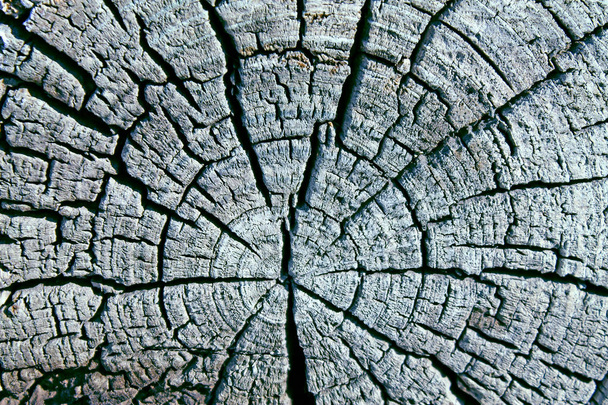 A textura de madeira velha com padrões naturais. Secção transversal da árvore velha. textura de madeira escura. fundo natural. modelo vazio
 - Foto, Imagem