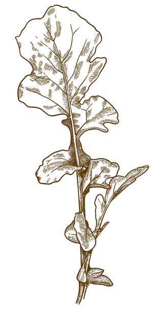 Vektor antiken Stich Zeichnung Illustration von Rucola Rucola Salat isoliert auf weißem Hintergrund - Vektor, Bild