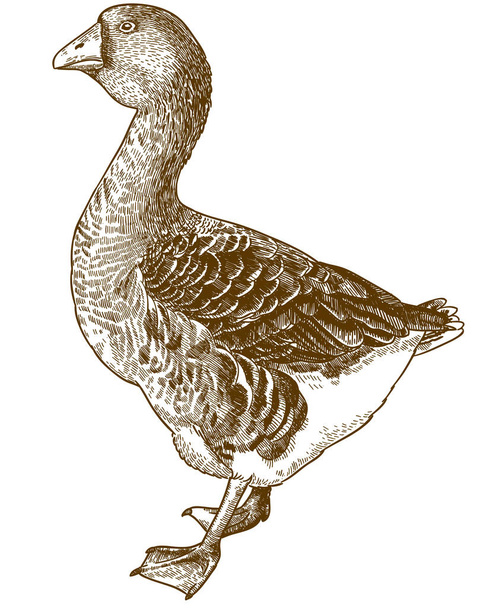 Vector antique engraving illustration of big domestic goose isolated on white background - Vector, Image