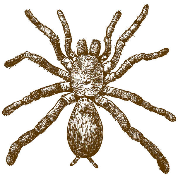 Vector antique engraving illustration of king baboon spider (Pelinobius muticus) isolated on white background - Vektor, Bild