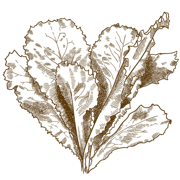 Vektori antiikki kaiverrus piirustus kuva salaatti salaatti eristetty valkoisella pohjalla
 - Vektori, kuva
