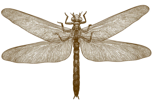 Vektori antiikki kaiverrus piirustus kuva sudenkorento meganeura eristetty valkoisella pohjalla
 - Vektori, kuva