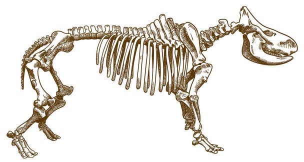 Vektori antiikki kaiverrus piirustus kuva sarvikuono luuranko eristetty valkoisella pohjalla
 - Vektori, kuva