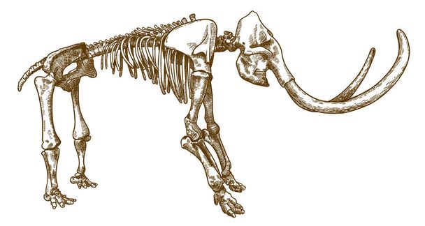 Vektori antiikki kaiverrus piirustus kuva mammutin luuranko eristetty valkoisella pohjalla
 - Vektori, kuva