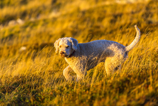 Shutter cão cachorro poodle na grama
  - Foto, Imagem