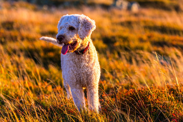 Shutter poodle puppy dog in grass  - 写真・画像