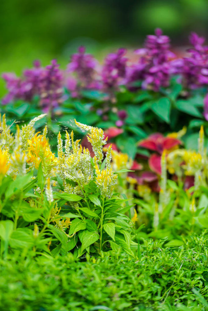 Colourful flowers on flower bed in park - Фото, зображення