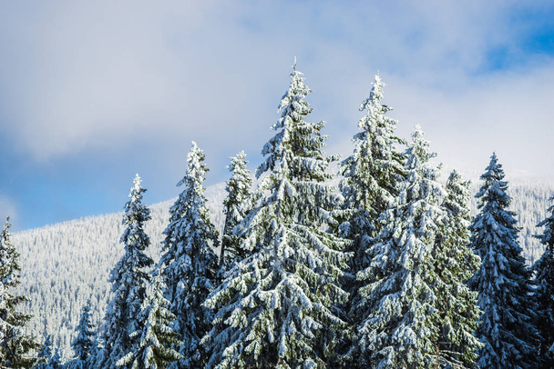 snow covered winter forest with pine trees - Fotó, kép
