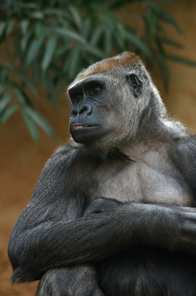 Gorilla - Foto, afbeelding