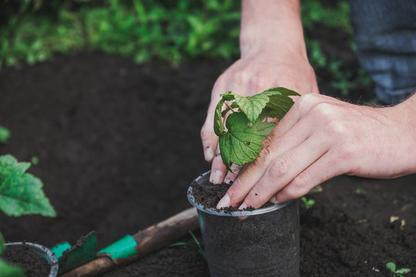 To plant a tree. The person plants a tree. To plant a tree in a pot. - Photo, image