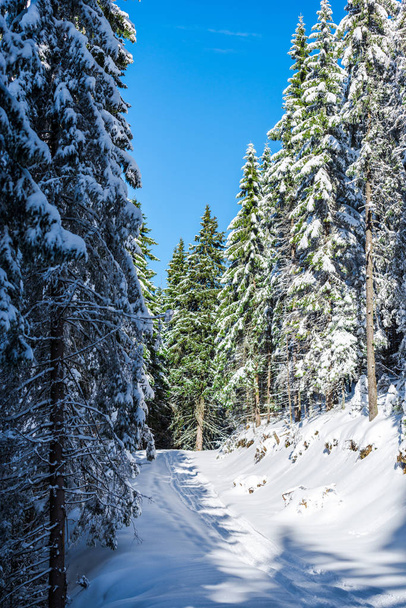 winter forest with snow covered trees, evergreen fir trees  - Foto, Imagem