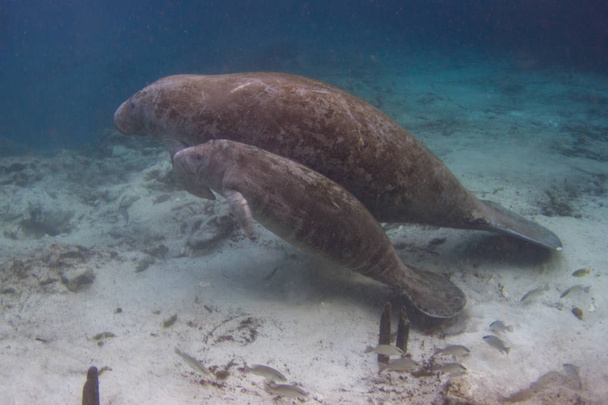 Endangered Florida Manatee mother and calf at the Three Sisters Spring in Crystal River, Florida - Photo, Image