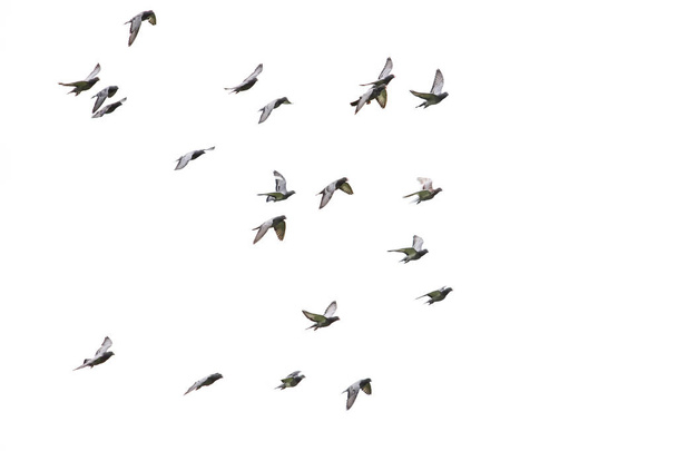 flock of speed racing pigeon flying isolated white background - Photo, Image