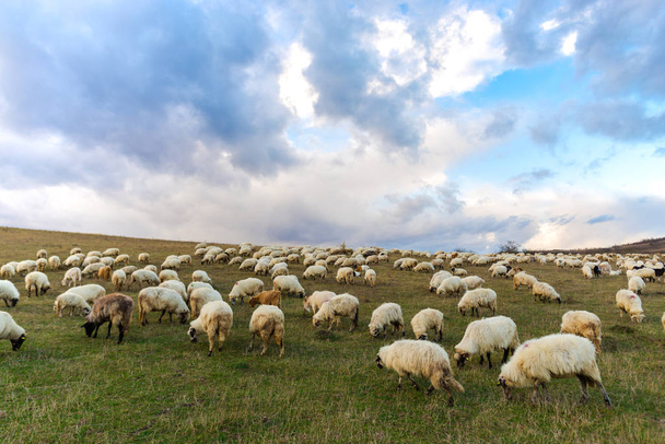 Cute fluffy sheeps grazing on green hills  - Foto, Imagem