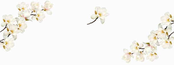 Belle fleur de Magnolia isolée sur fond blanc. - Photo, image