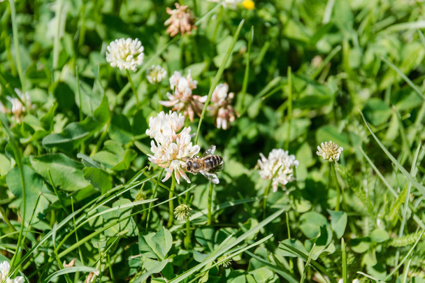 Clover with a bee. White clover. The bee pollinates a clover in the field. - 写真・画像