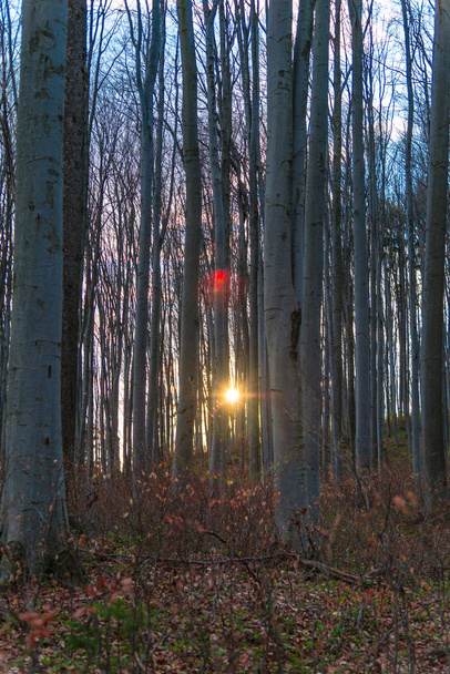 裸木と早春の森 - 写真・画像