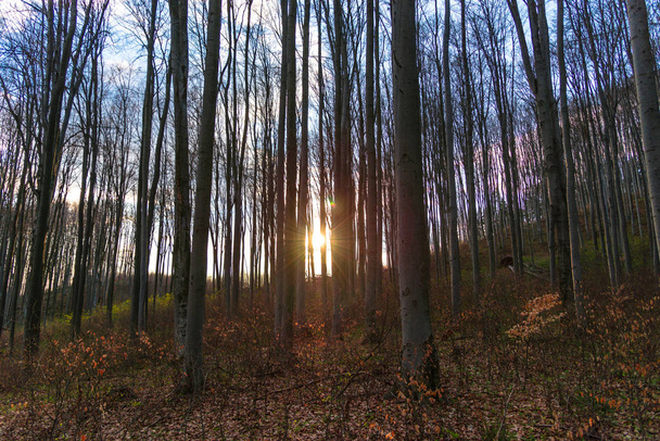 Forêt printanière précoce avec arbres nus
 - Photo, image