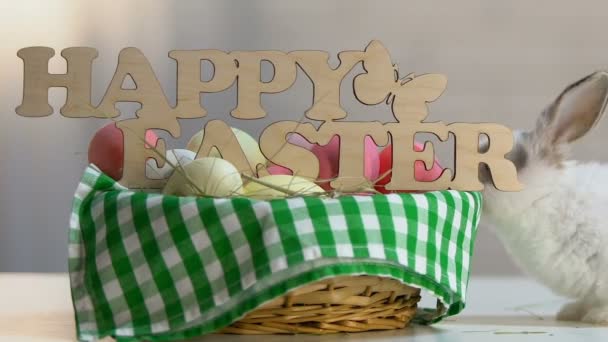 Little naughty bunny breaking Easter decoration on basket with colored eggs - Filmati, video