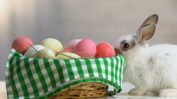 Cute fluffy bunny sniffing colorful eggs in basket, Easter symbol, holiday eve - Metraje, vídeo