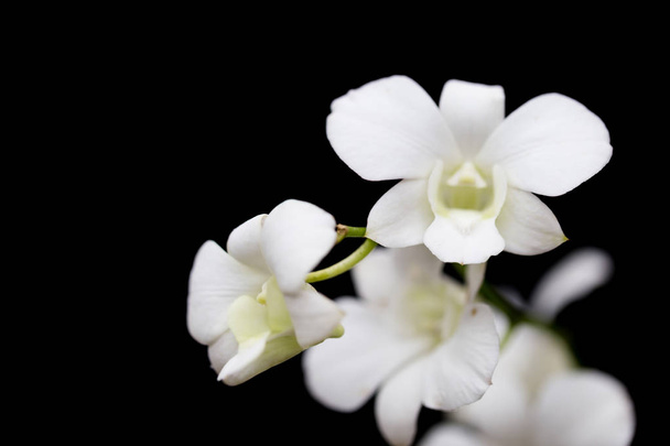 Orchids in the garden. - Фото, зображення