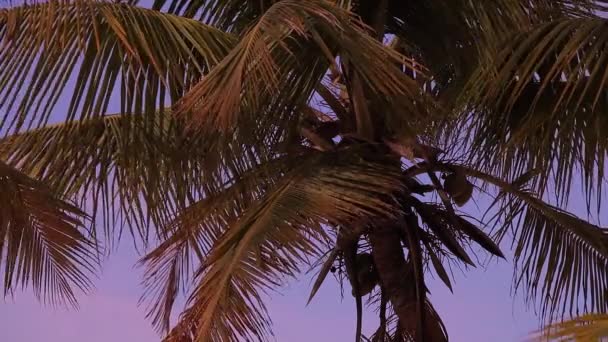 Pálmafa sziluett naplementekor, alkonyatkor - Felvétel, videó