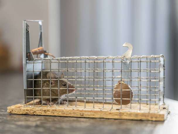 Petite souris est assise piégée dans un piège à fil sur fond flou - Photo, image