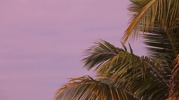 Pálmafa sziluett naplementekor, alkonyatkor - Felvétel, videó