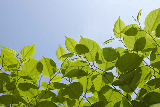 Свіже весняне листя фону
 - Фото, зображення
