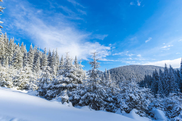 χιονισμένες κωνοφόρα δέντρα στο δάσος, ηλιόλουστη μέρα στα βουνά - Φωτογραφία, εικόνα