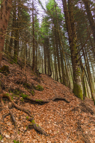 Floresta com folhagem marrom no outono
 - Foto, Imagem