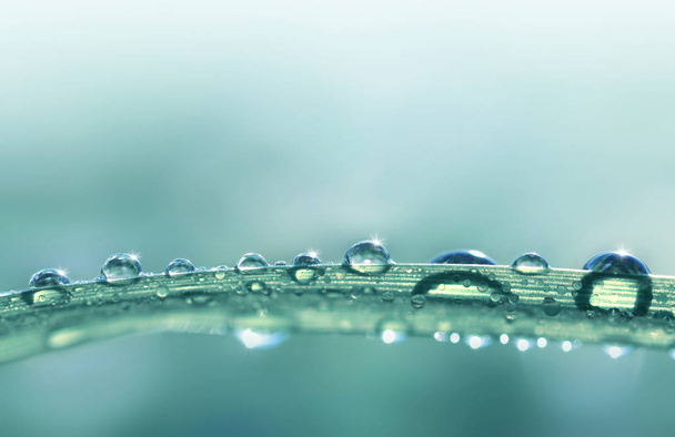 Transparante druppels water dauw op het gras close-up. Natuurlijke achtergrond met kopie ruimte. - Foto, afbeelding