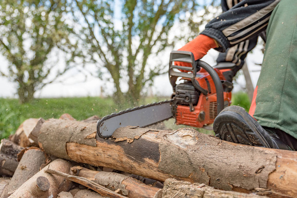 Man saws firewood with a red chainsaw - Photo, Image
