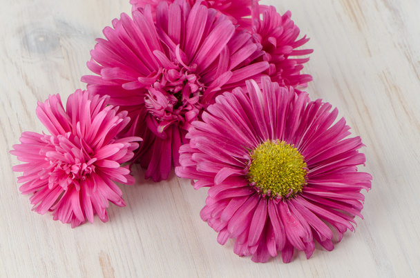 Pink daisy flowers - Foto, Imagen