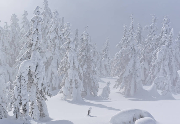Kış iğne yapraklı orman hafif bir sis bir dağ yamacında. - Fotoğraf, Görsel